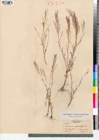 Cardamine parviflora image