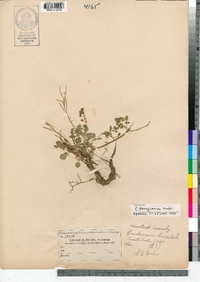 Cardamine pensylvanica image