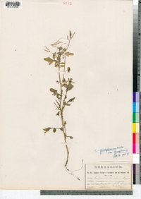 Cardamine pensylvanica image