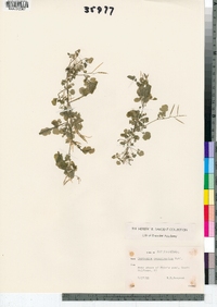 Cardamine pensylvanica image