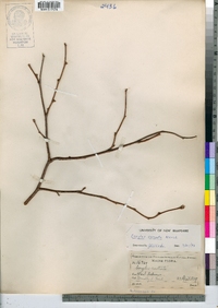 Corylus cornuta image