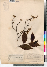 Ostrya virginiana image