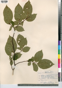 Ostrya virginiana image