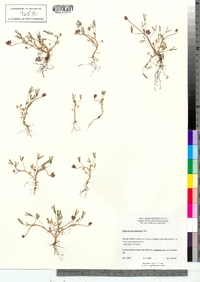 Image of Trifolium depauperatum