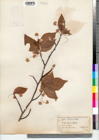 Fagus grandifolia image