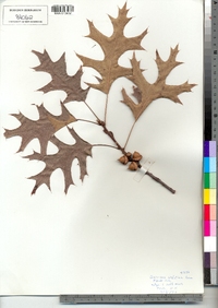 Quercus velutina image