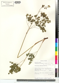 Thalictrum fendleri image