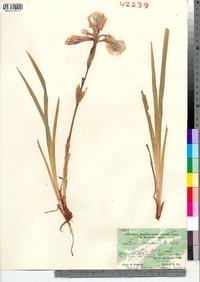 Iris setosa var. canadensis image