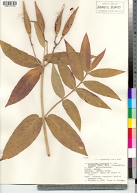 Asclepias incarnata image