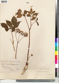 Aralia nudicaulis image