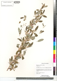 Elaeagnus umbellata image