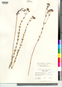 Image of Pycnanthemum nudum