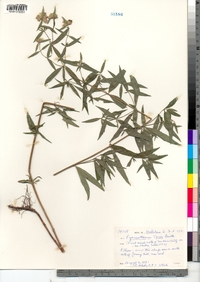 Image of Pycnanthemum torreyi