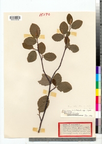 Alnus incana ssp. rugosa image