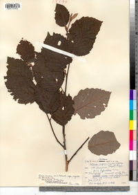 Alnus incana ssp. rugosa image