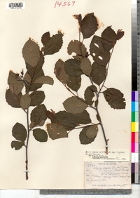 Alnus incana ssp. rugosa image