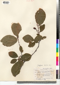 Alnus serrulata image