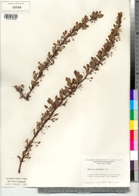 Berberis thunbergii image