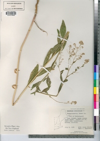 Lepidium latifolium image