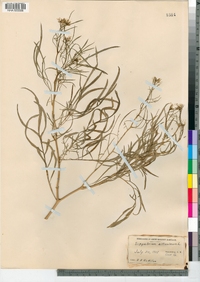 Sisymbrium altissimum image