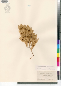 Ailanthus altissima image