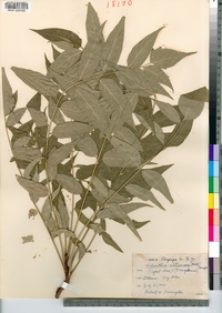 Ailanthus altissima image