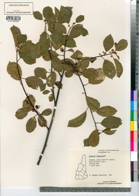 Frangula alnus image