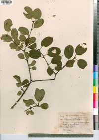 Rhamnus cathartica image