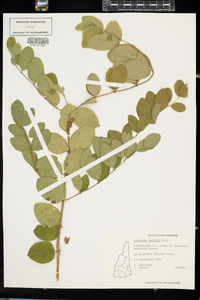 Lonicera morrowii image