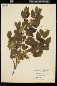 Lonicera tatarica image