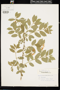 Lonicera tatarica image