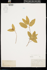 Lonicera canadensis image