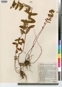 Hypericum punctatum image