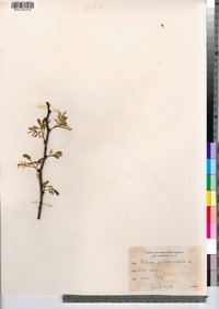 Robinia pseudoacacia image