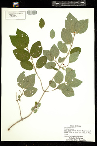 Lonicera xylosteum image