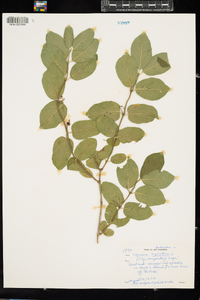 Lonicera xylosteum image