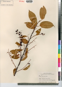 Prunus serotina image