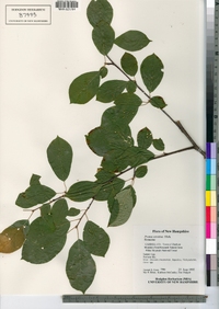 Prunus serotina image