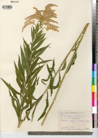 Solidago canadensis image