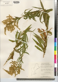 Solidago canadensis image