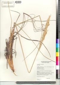 Ammophila breviligulata image