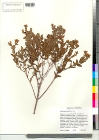 Image of Hypericum myrtifolium