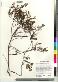 Image of Hypericum brachyphyllum