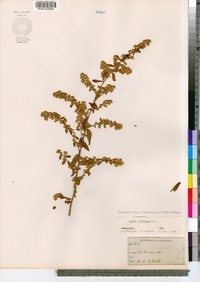 Symphyotrichum racemosum image