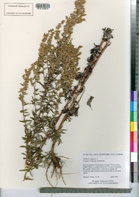 Artemisia vulgaris image