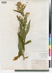 Symphyotrichum lanceolatum image