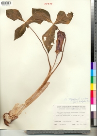 Arisaema triphyllum image