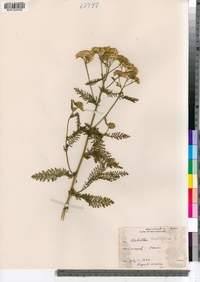 Achillea millefolium image