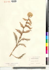 Achillea millefolium image