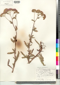 Achillea millefolium image